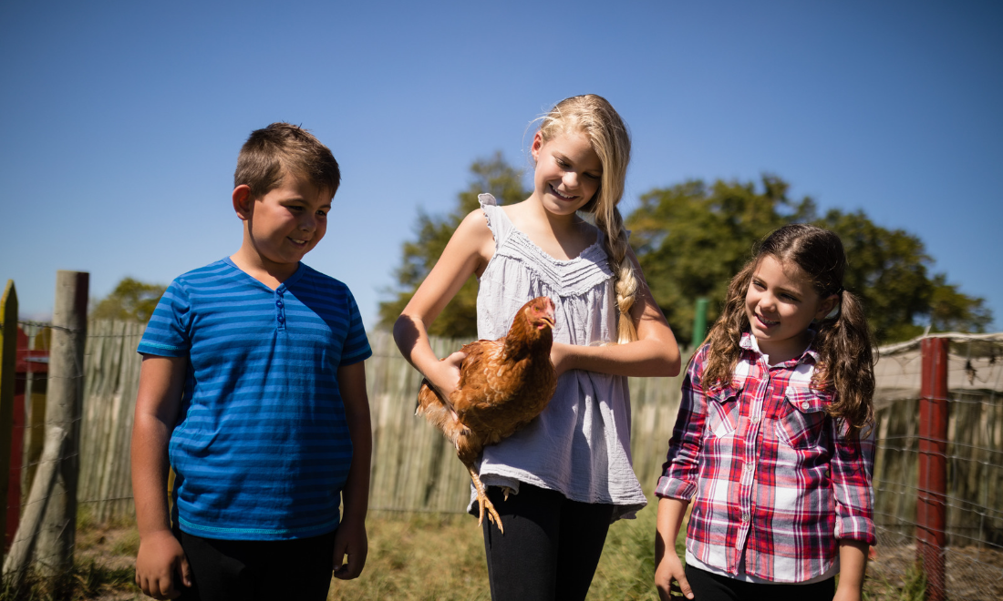 9 reasons why chickens make the best family pets