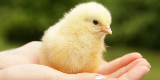 Explaining The Different Types of Feed For Your Chickens