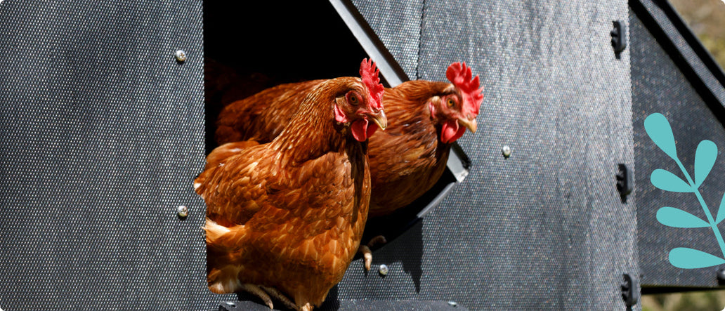 What Size Chicken Coop Do I Need?