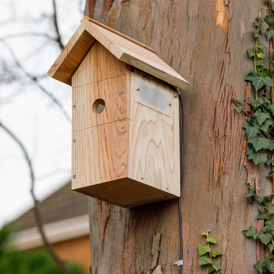 Where is The Best Place to Put My Bird Box?