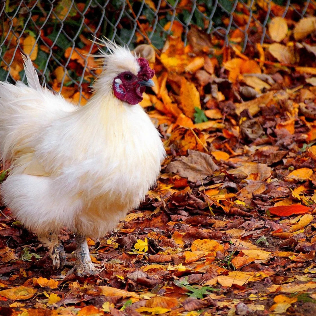 What's In Store For Your Flock This Autumn?