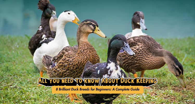 8 Brilliant Duck Breeds for Beginners: A Complete Guide