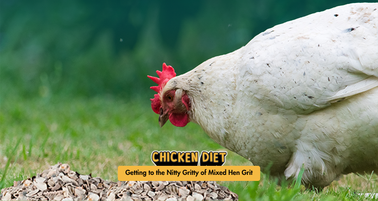 Everything you need to know about Mixed Hen Grit