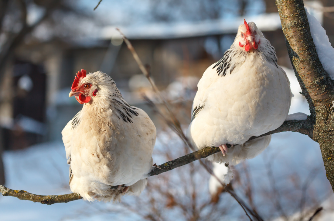 Wie halten sich die Hühner im Winter warm?