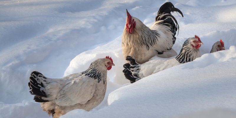 How do chickens keep warm in winter