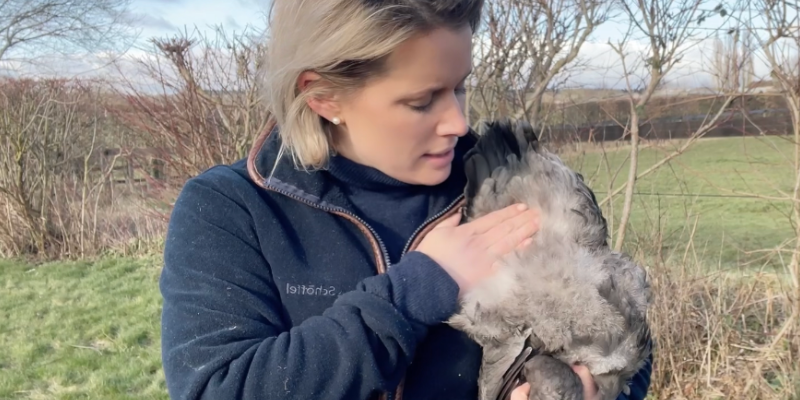 How to check chickens for lice and red mites